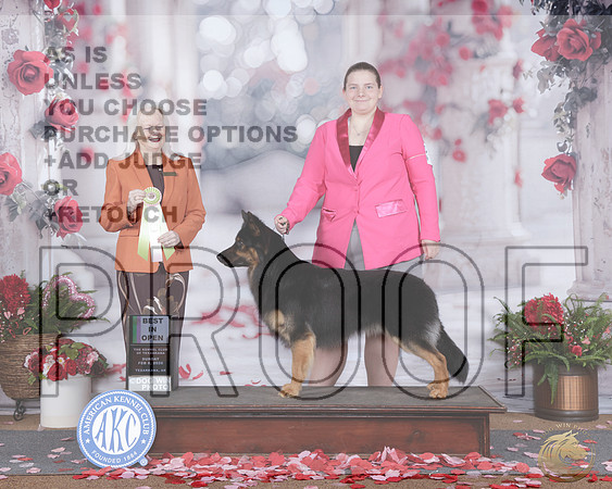 Bohemian Shepherd #5 Sun BIOpen Judge Nancy Amburgey_WP_8107e-_Texarkana 2026-HR3