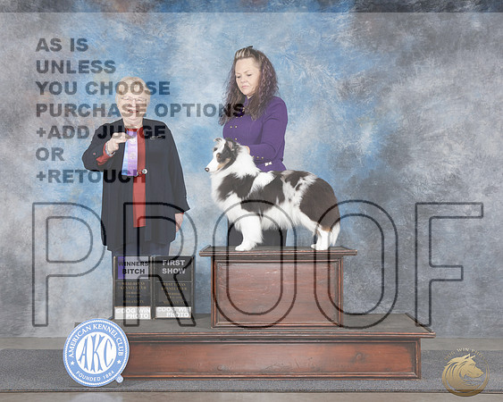 Shetland Sheepdog #23 Thurs WB Judge Judy Brown Shetland Sheepdog #23 Thurs WB Judge Judy Brown _WP_8885e-_Midland 2026-HR3