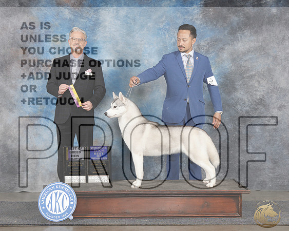 Siberia Husky #8 Sunn WB BOW BOB NCH Judge Luiz Silva_WP_0045-_Midland 2026-HR3