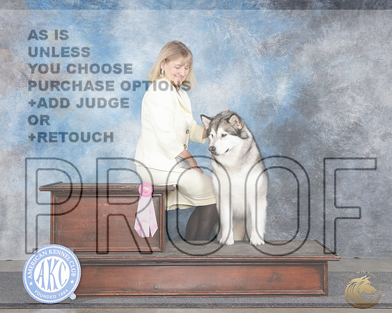 Alaskan Malamute #10 Thurs CasualAlaskan Malamute #10 Thurs Casual_WP_9105e-_Midland 2026-HR3
