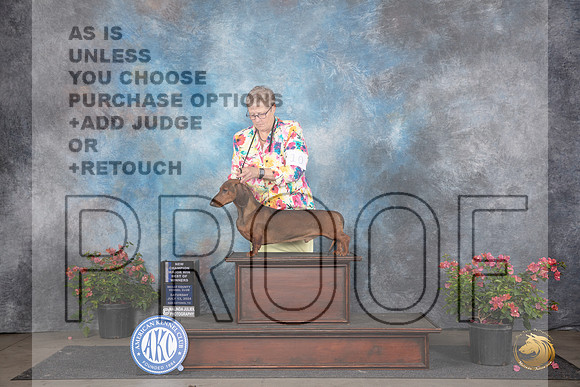 Dachshund Smooth #11 Sat WDBOWMCH Judge Christie Martinez __JP_5130_San Antonio_2024_HR3