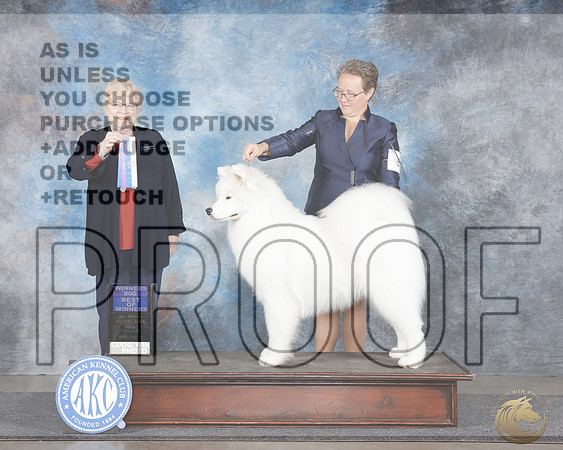 Samoyed #5 Fri WD BOW Judge Judy BrownSamoyed #5 Fri WD BOW Judge Judy Brown_WP_9394e-_Midland 2026-HR3