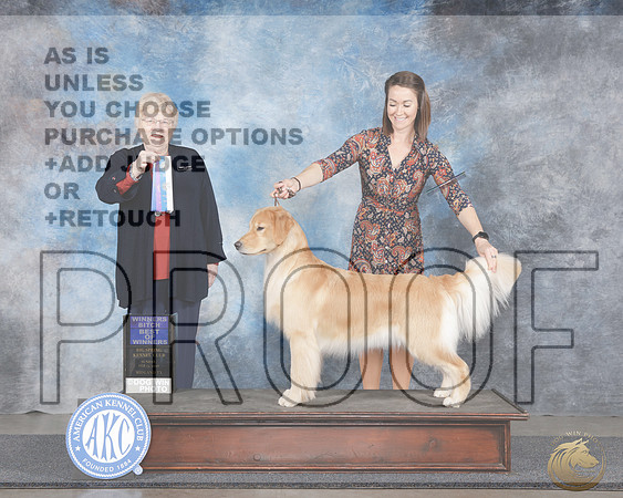 Golden Retriever #28 Sun WB BOW Judge Judy BrownGolden Retriever #28 Sun WB BOW Judge Judy Brown_WP_0033e-_Midland 2026-HR3