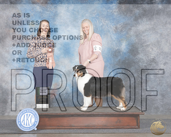 Australian Shepherd #22 Sat Vet G2 Judge Rebecca HeimanAustralian Shepherd #22 Sat Vet G2 Judge Rebecca Heiman_WP_0096e-_Midland 2026-HR3