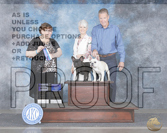 French Bulldog Group SatFrench Bulldog Group Sat_WP_9811e-_Midland 2026-HR3