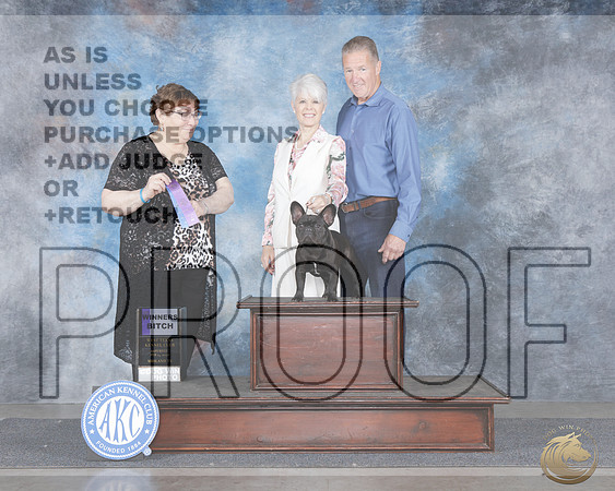 French Bulldog #20 Sat WB Judge Patricia AlsinaFrench Bulldog #20 Sat WB Judge Patricia Alsina_WP_9807e-_Midland 2026-HR3