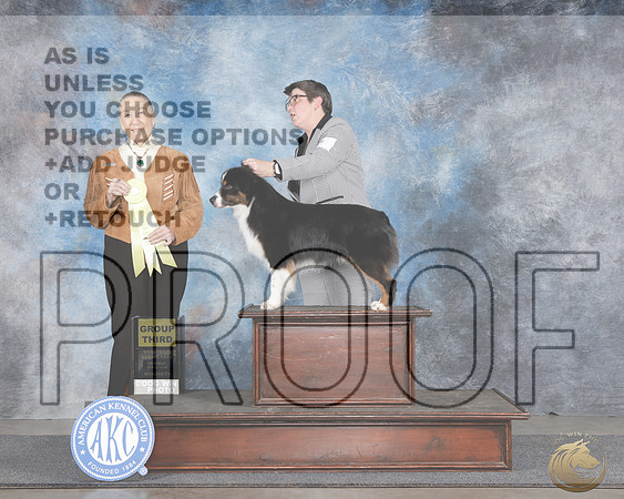 Miniature American Shepherd #7 Thurs G3 Judge Carolyn HerbelMiniature American Shepherd #7 Thurs G3 Judge Carolyn Herbel_WP_9032e-_Midland 2026-HR3