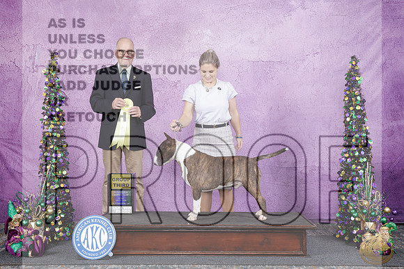 Bull Terrier Colored #5 Fri G3 Judge John Constantine AmodeiBull Terrier Colored #5 Fri G3 Judge John Constantine Amodei_WP_5244e-_Alexandria LA 2026-HR3
