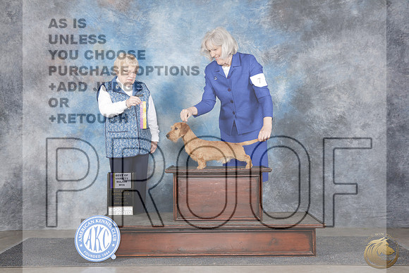 Dachshund Wire #7 Sat BOV Judge Judy Brown_WP_0097-_MIdland 2026-HR3