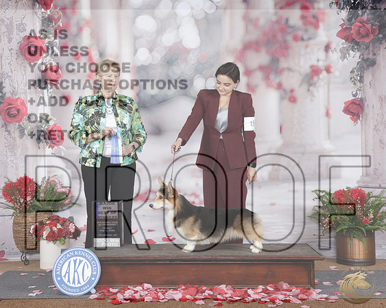 Pembroke Welsh Corgi #21 Fri BOW M Judge Karen HyrekPembroke Welsh Corgi #21 Fri BOW M Judge Karen Hyrek_WP_6980e-_Texarkana 2026-HR3