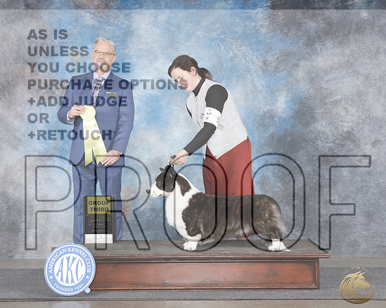 Cardigan Welsh Corgi #5 G3 Judge Luiz SilvaCardigan Welsh Corgi #5 G3 Judge Luiz Silva_WP_0031e-_MIdland 2026-HR3