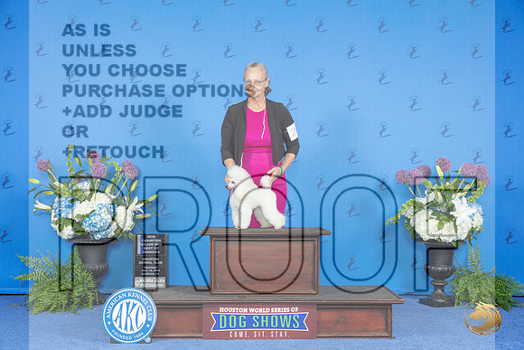 Poodle Toy #28 THUR WB BOW NC M Judge Angela Pickett__JP_8107_Houston_2024_HR3