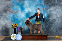 Wirehaired Pointing Griffon #8  Fri OHG1 Judge Sharol Candace Way