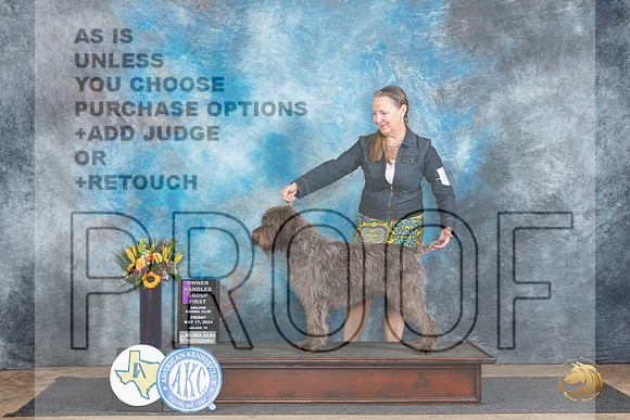 Wirehaired Pointing Griffon #8  Fri OHG1 Judge Sharol Candace Way__JP_9351_Abilene_2024_HR3