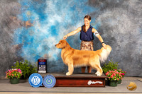 Golden Retriever #39 Fri BOSBOW Judge Anne Bolus