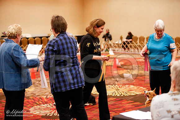 _JJ_7744-HstnCorgiFeb2015-HR3
