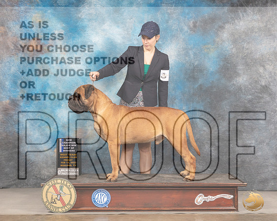 Bullmastiff #9 Fri BOWWD Judge Donnelle RichardsMMJ_2990_Mdlnd2022_HR3