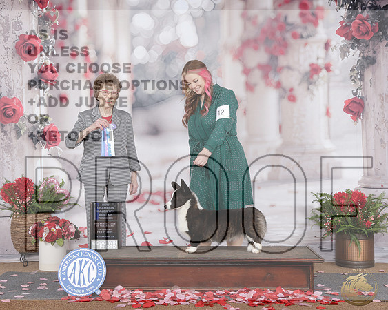 Cardigan Welsh Corgi #12 Sat WB BOW M NCH Judge Pat TrotterCardigan Welsh Corgi #12 Sat WB BOW M NCH Judge Pat Trotter_WP_7694e-_Texarkana 2026-HR3