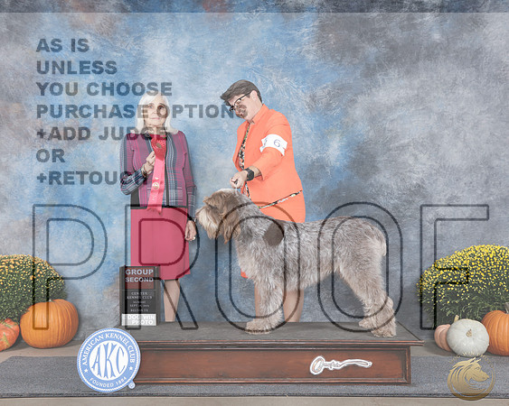 Spinoni Italiano #6 Sun G2 Judge Jan Paulk_WP_0899-_Belton Cen-Tex 2025-HR3