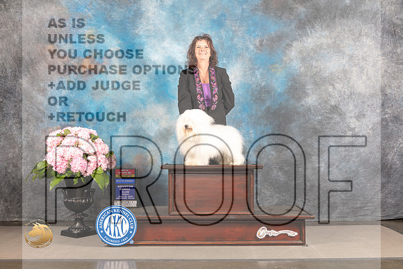 Coton de Tulear #5 FRI BOP BOW NCH Major Judge Jeffery Bazell_MJ_4972_Houston_2022_HR3