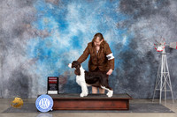English Springer Spaniel #6 Sat G2 Judge Ann Roth