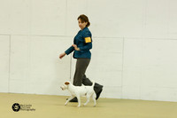 Parson Russell Terrier Sun