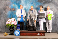 Scottish Terrier #9 Sat G1 Judge Ken Murray