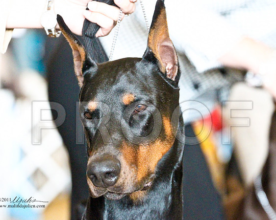 Dobe-3481-1