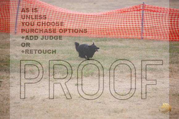 Schipperke Percision Coursing Sat Longview WA 2024_JJL_3763_Longview WA_2024_HR3