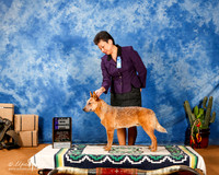 Australian Cattle Dog #55 Sun WD Maj +A2