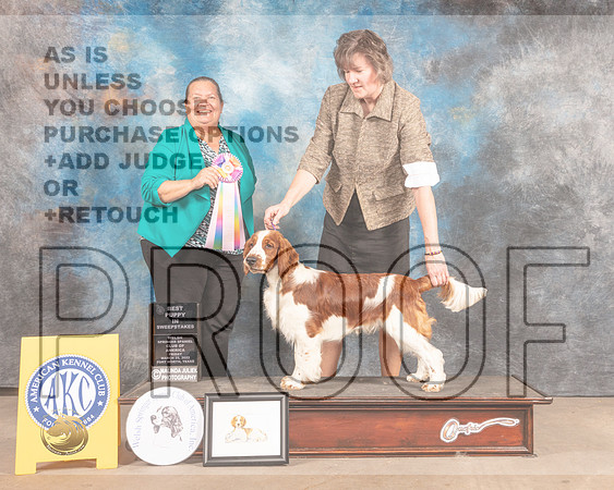 Welsh Springer Spaniel #53 Fri BIPSweeps Judge Sandy Lear-MMJ_7739-FW2022-HR3