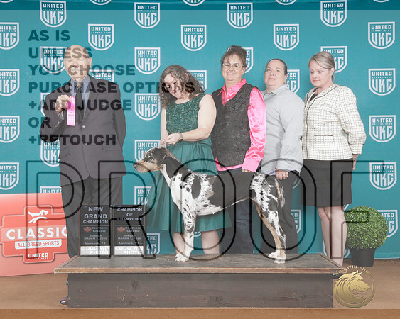LCLD #100 Sun NGCH Judge Larry Hansen-_P2_8124e_UKC Southern Classic 2026-HR3