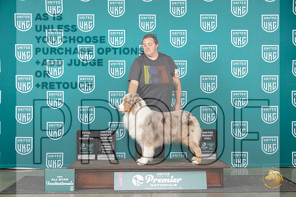 Australian Shepherd #1127 TD__JP_2268_Premier_2024_HR3