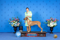 Rhodesian Ridgeback #16 WED WB BOW M Judge Barbara Scherer r