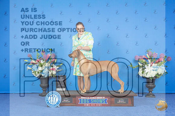 Rhodesian Ridgeback #16 WED WB BOW M Judge Barbara Scherer r__JP_9584_Houston_2024_HR3