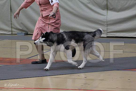 Husky-1365