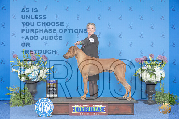 Rhodesian Ridgeback #19 THUR BOB Judge Debbie Freeman__JP_8216_Houston_2024_HR3