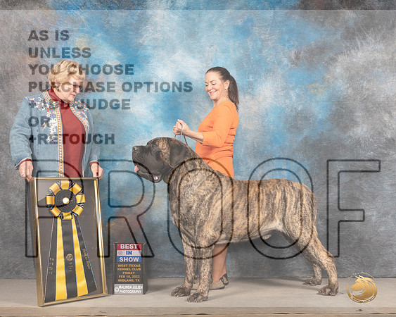 Mastiff #5 Fri BIS Judge Judy BrownMMJ_3719_Mdlnd2022_HR3