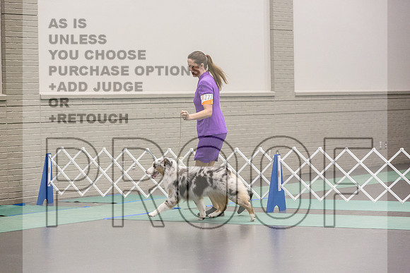 Australian Shepherd Rings Sat_JJL_9138_UKCLNGVIEWOCT2024_2024_HR3