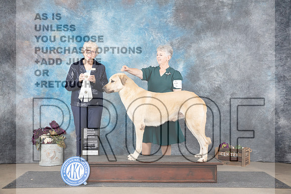 Anatolian Shepherd # Sun Judge Sulie Greendale-Paveza__JP_7997_Belton_2024_HR3