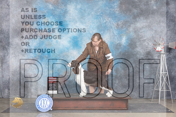 English Springer Spaniel #6 Sat G2 Judge Ann Roth__JP_6044_Amarillo_2024_HR3