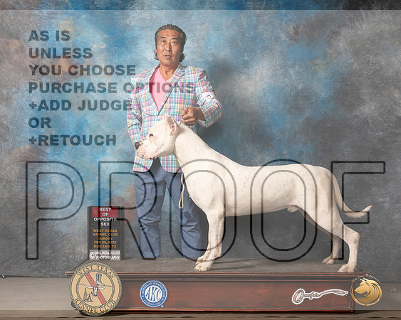 Dogo Argentino #7 Sun BOSWD Judge Judy BrownMMJ_5097_Mdlnd2022_HR3