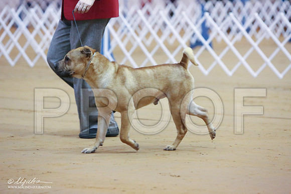 SharPei-3629-LR