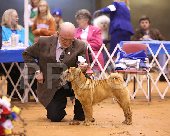 SharPei-4151-LR
