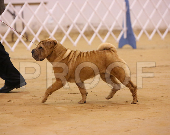 SharPei-4160-LR