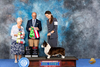 Cardigan Welsh Corgi #32 WED BVISw Judge Deborah Verdon BOP Judge Jamie Hubbard