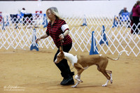 Ibizan Hound Match LR Glen Rose Jan 2013