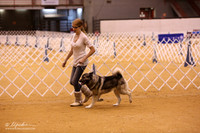 Norwegian Elkhound Match LR Glen Rose Jan 2013