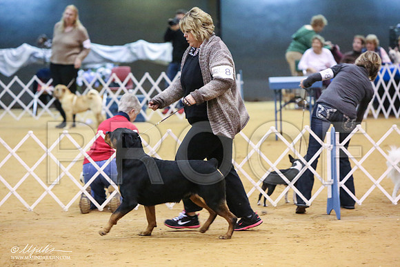 Rott-8136-LR