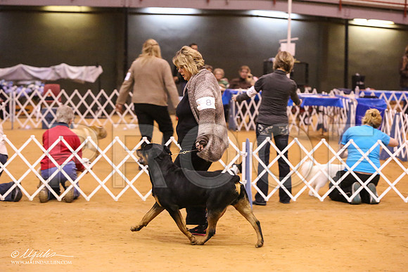 Rott-8149-LR